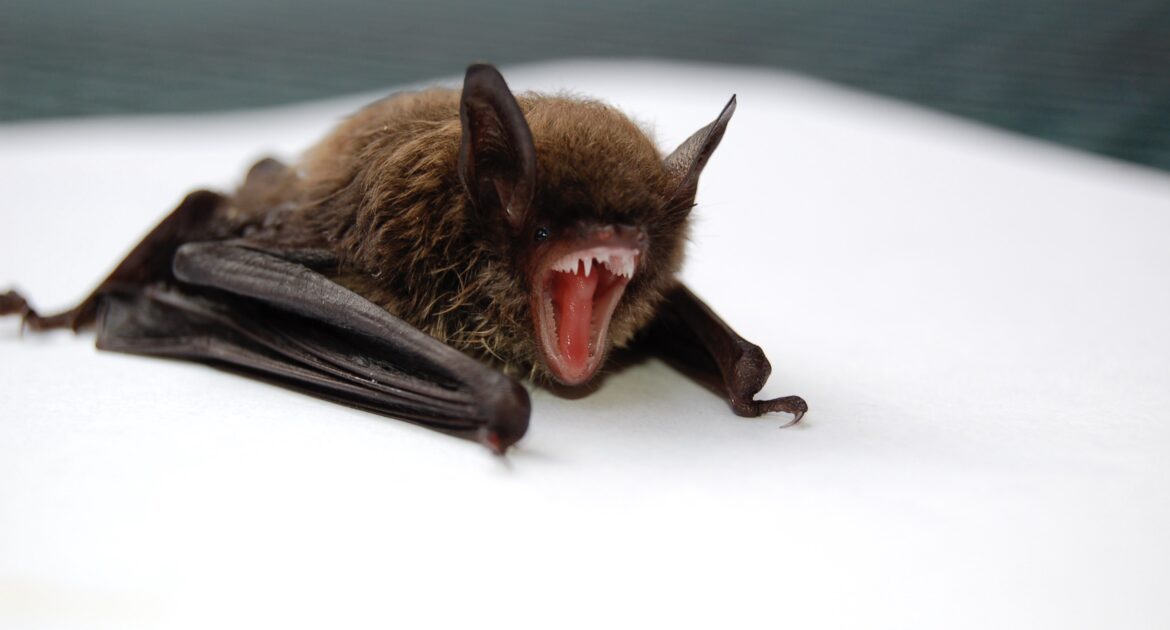 Bat Removal Coquitlam