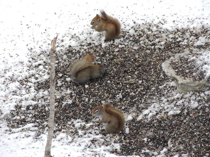 Squirrel Control Oakville