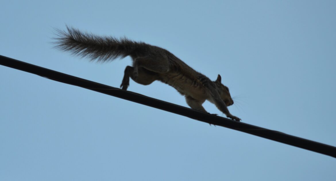 Squirrel Removal Milwaukee