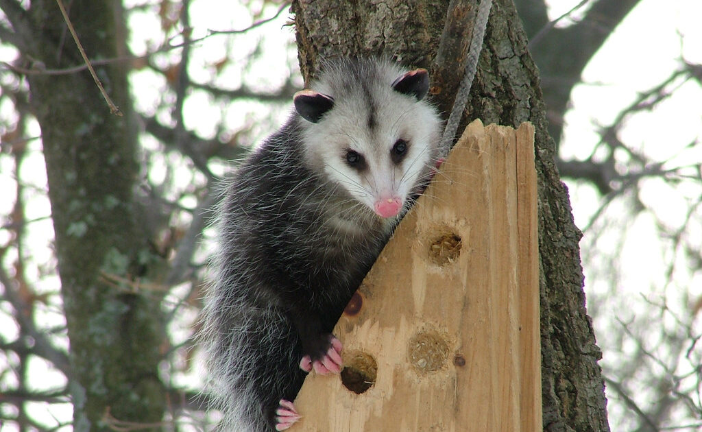 How Humans' Behaviours Can Affect Wildlife