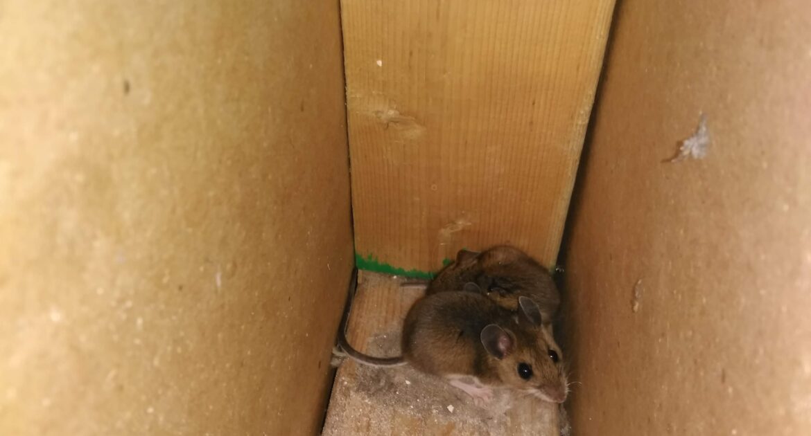 Mice Removal Kitchener