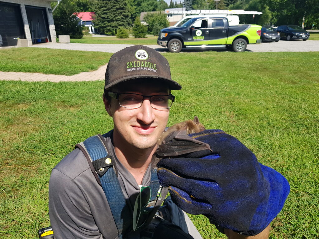 Bat Removal Milwaukee