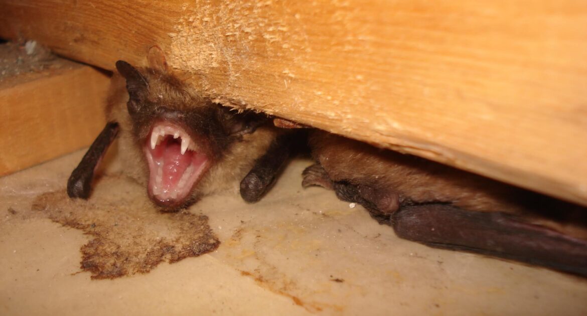 Bat Removal Okanagan