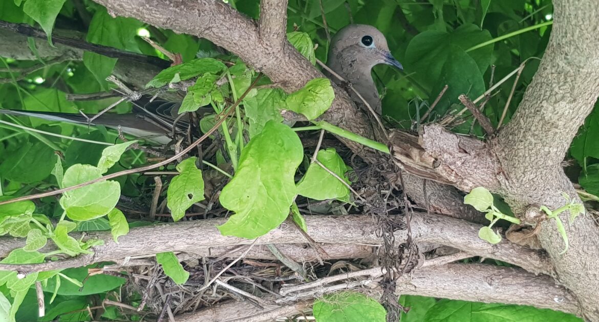 Bird Removal Oshawa