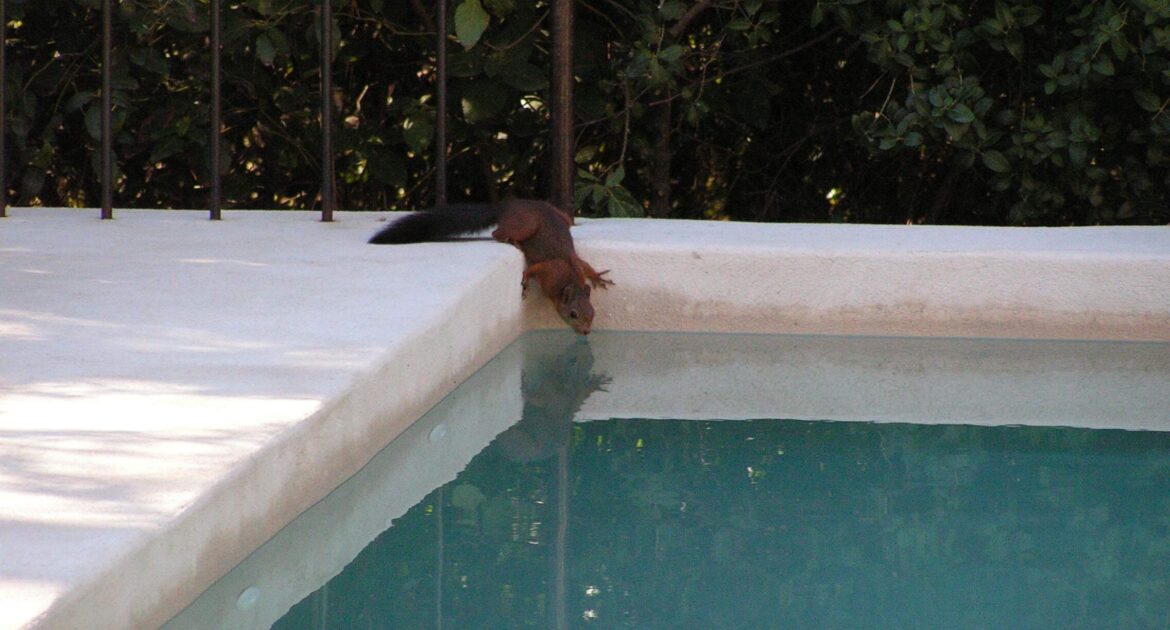 Wildlife Removal Montreal