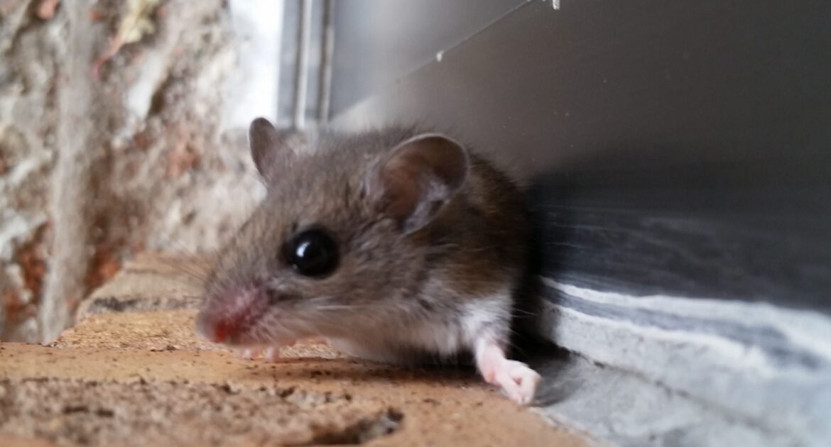 https://www.skedaddlewildlife.com/wp-content/uploads/2021/10/What-Season-Are-Mice-Most-Likely-To-Invade-A-Home_-1-1170x630.jpg