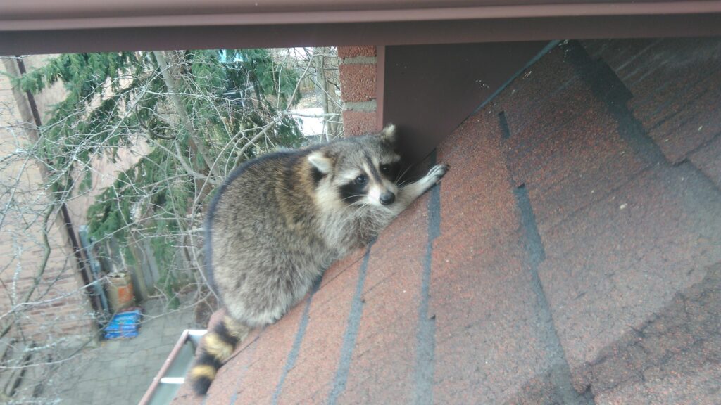 Raccoon Removal Okanagan