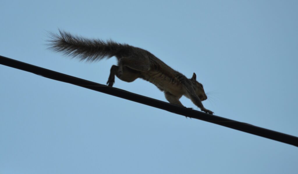 Squirrel Removal Barrie