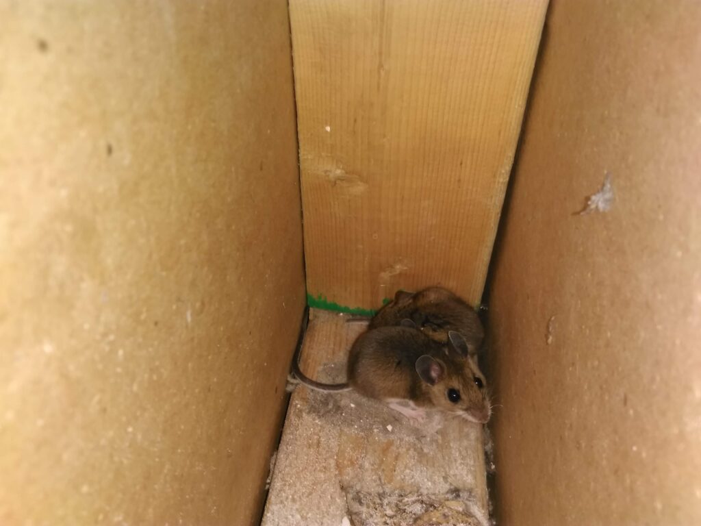 Mice Removal Pickering