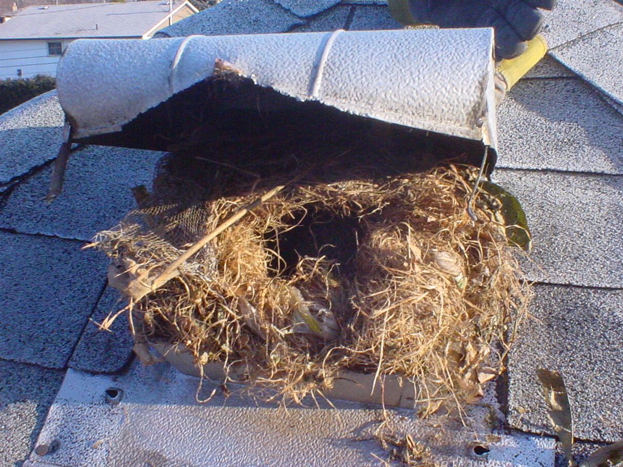 Bird Removal Markham