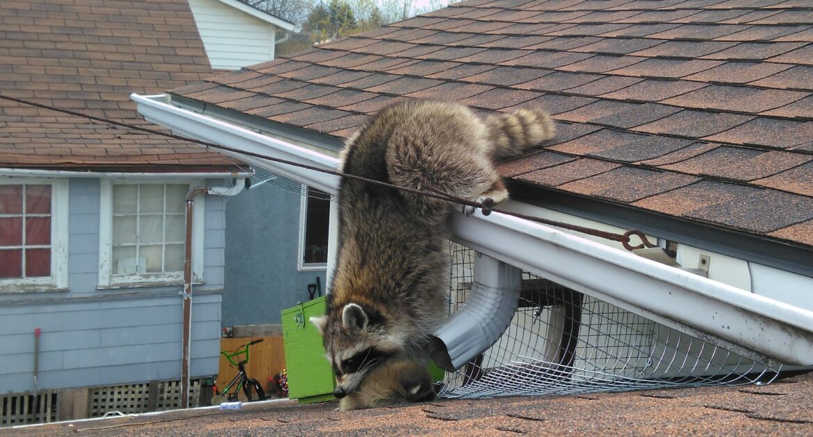 raccoon on roof