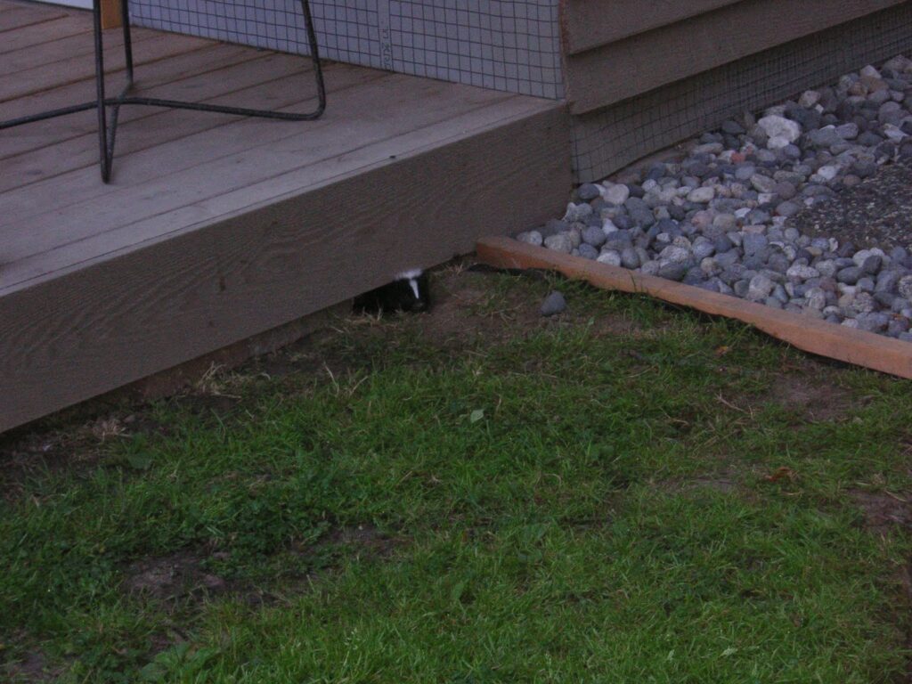 Skunk Removal Barrie