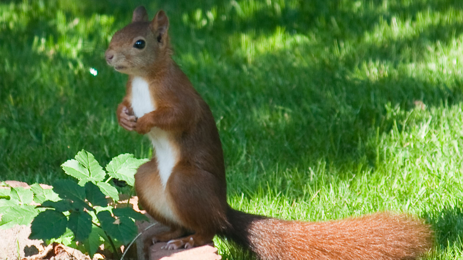 Squirrel Removal Collingwood