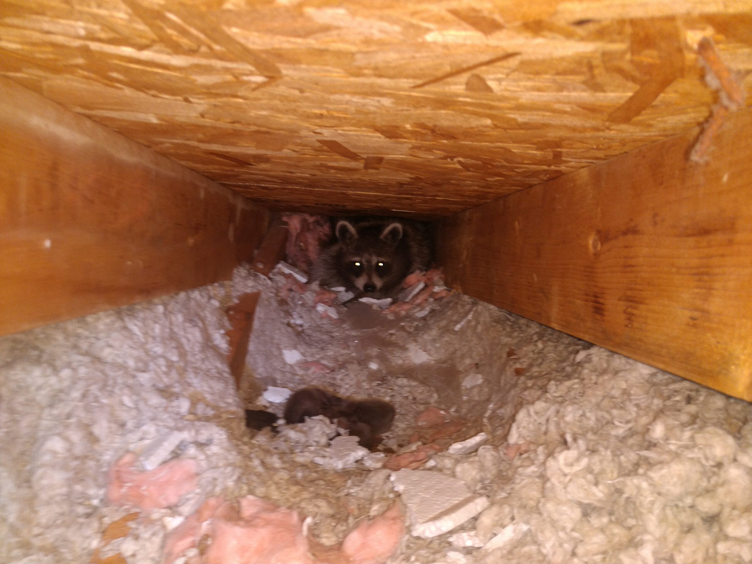 Raccoon Removal Coquitlam