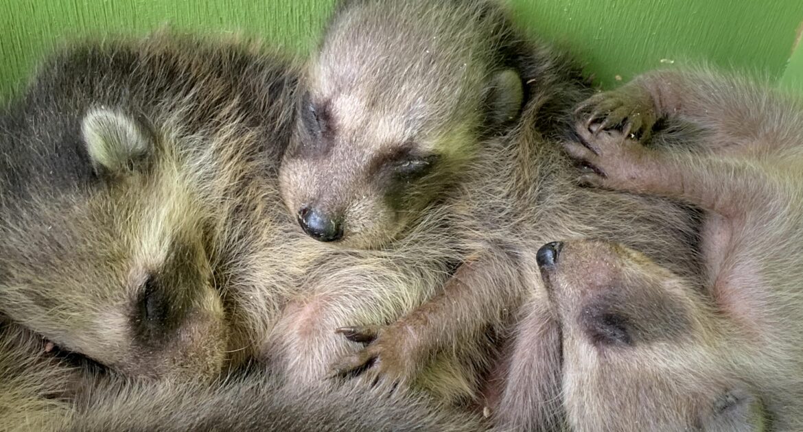Raccoon Control Hamilton