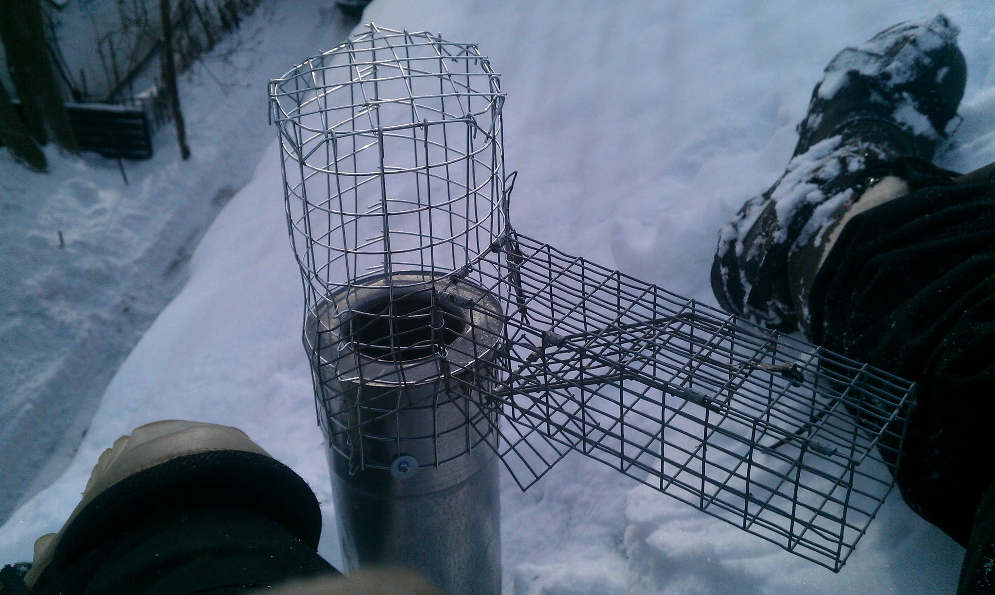 Squirrel Prevention