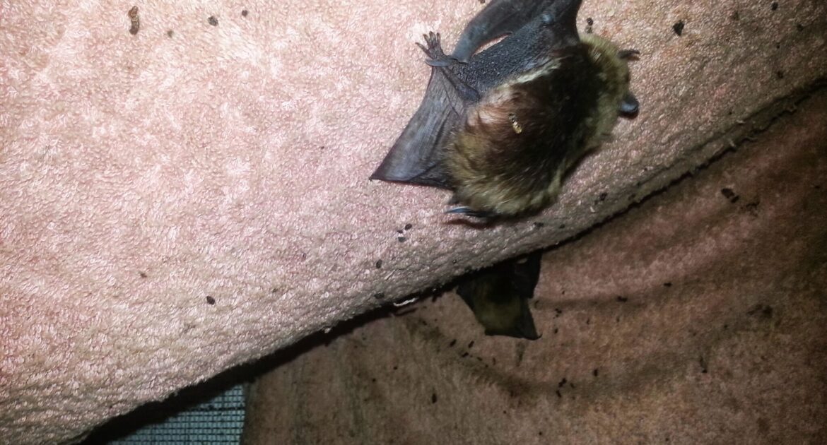 Bat Removal Coquitlam