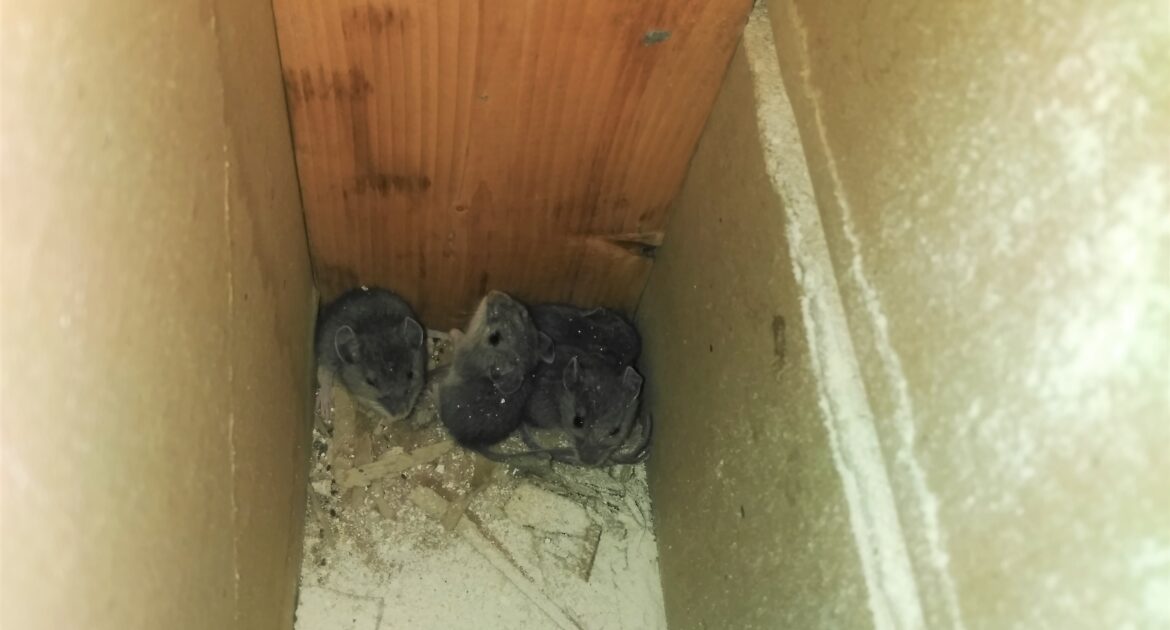 Mice Removal Vaughan
