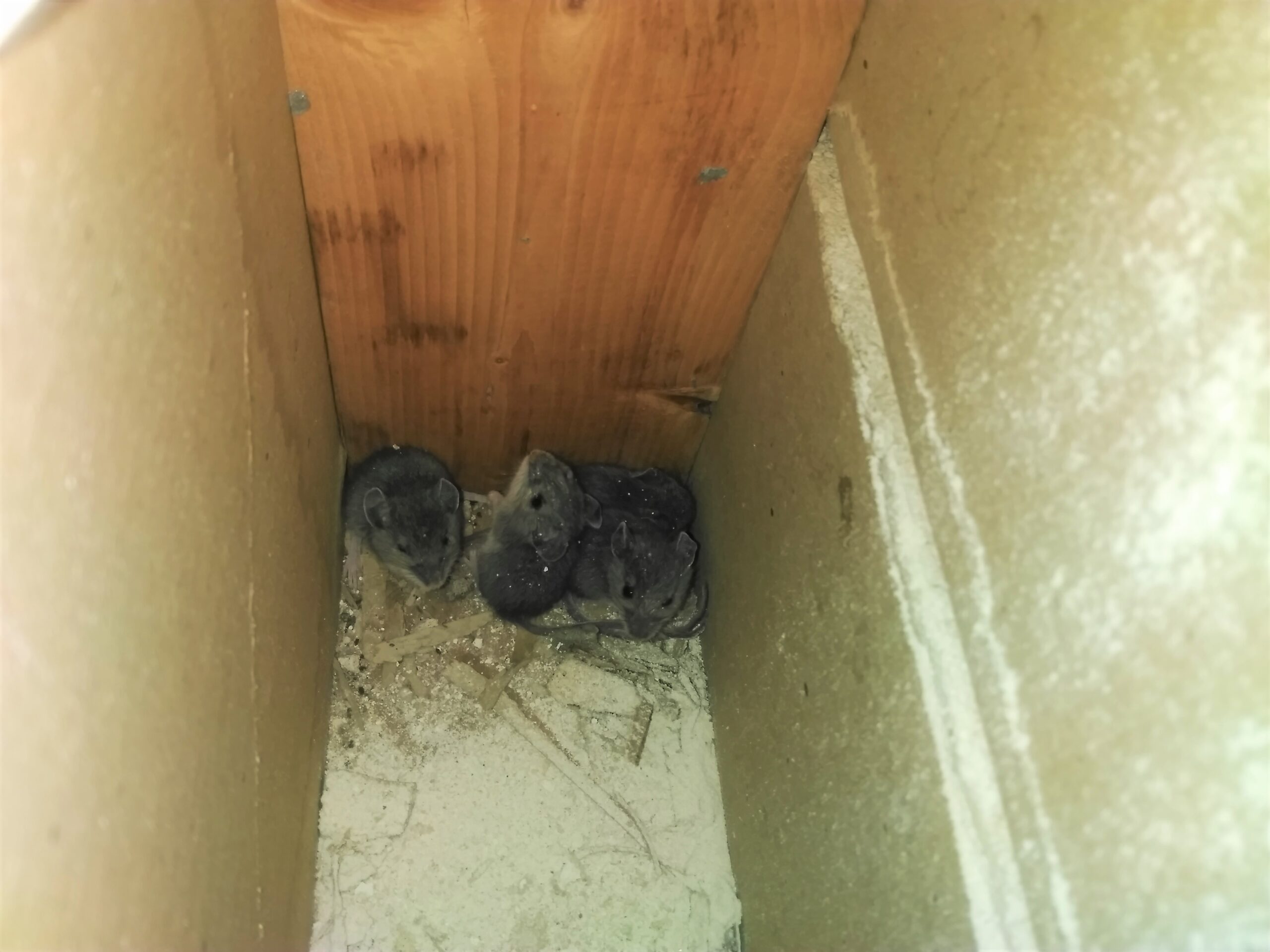 Mice Removal Vaughan
