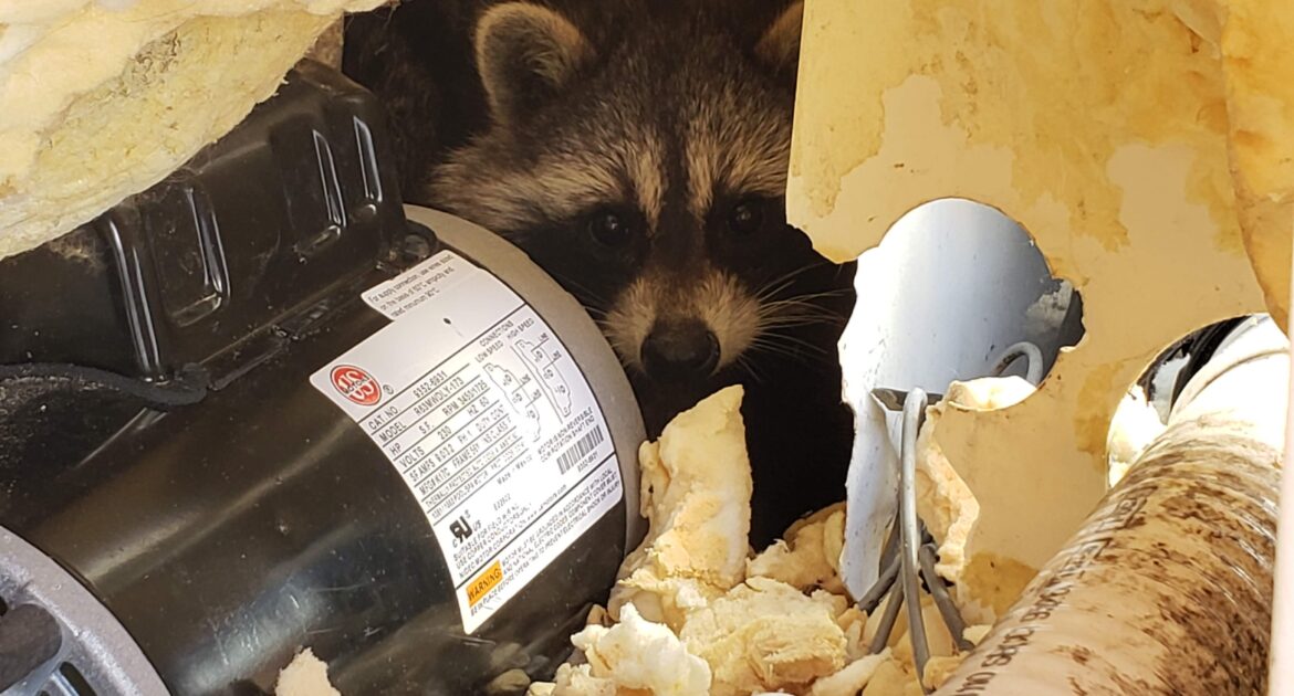 Raccoon Removal Madison