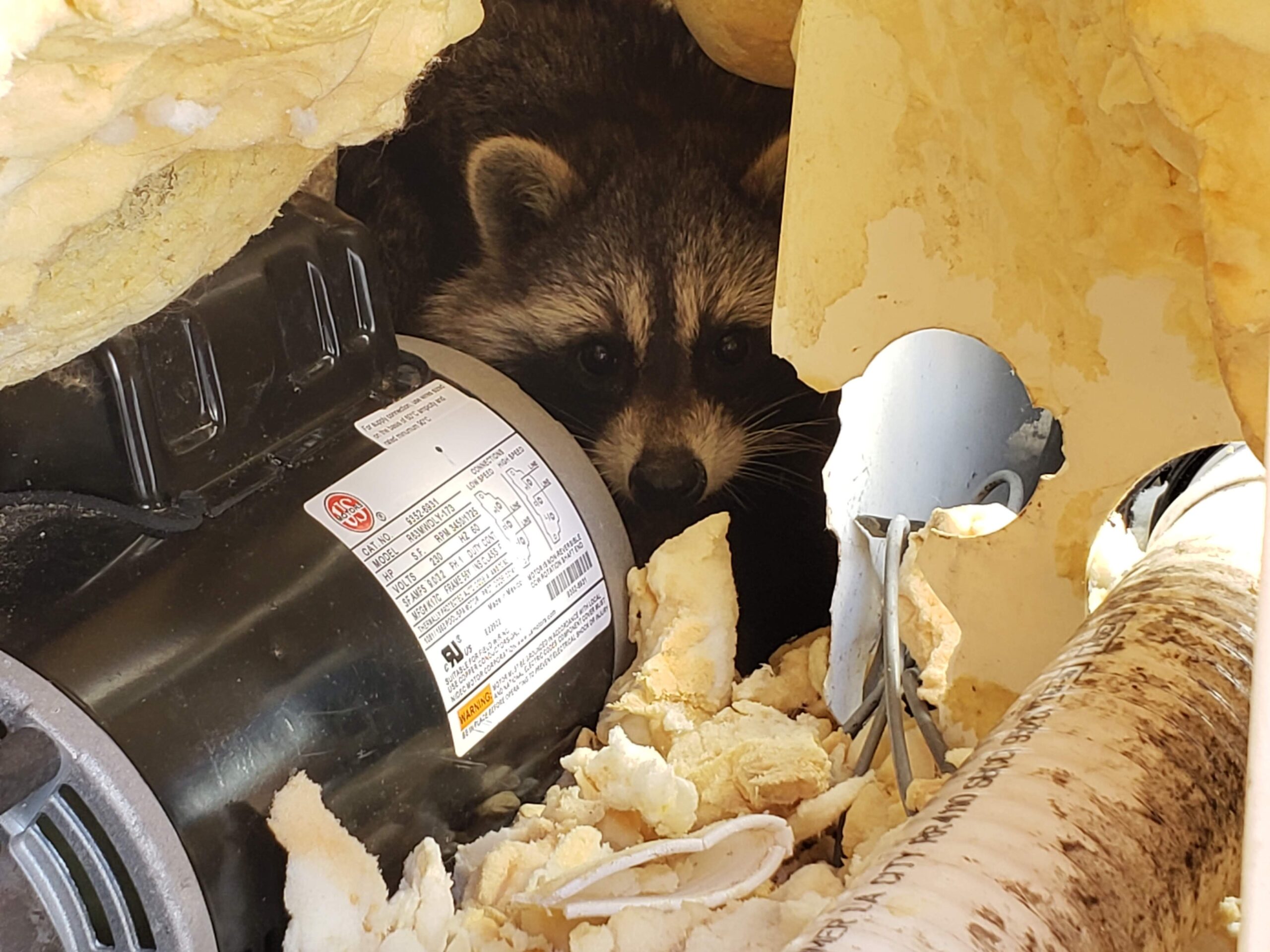 Raccoon Removal Madison