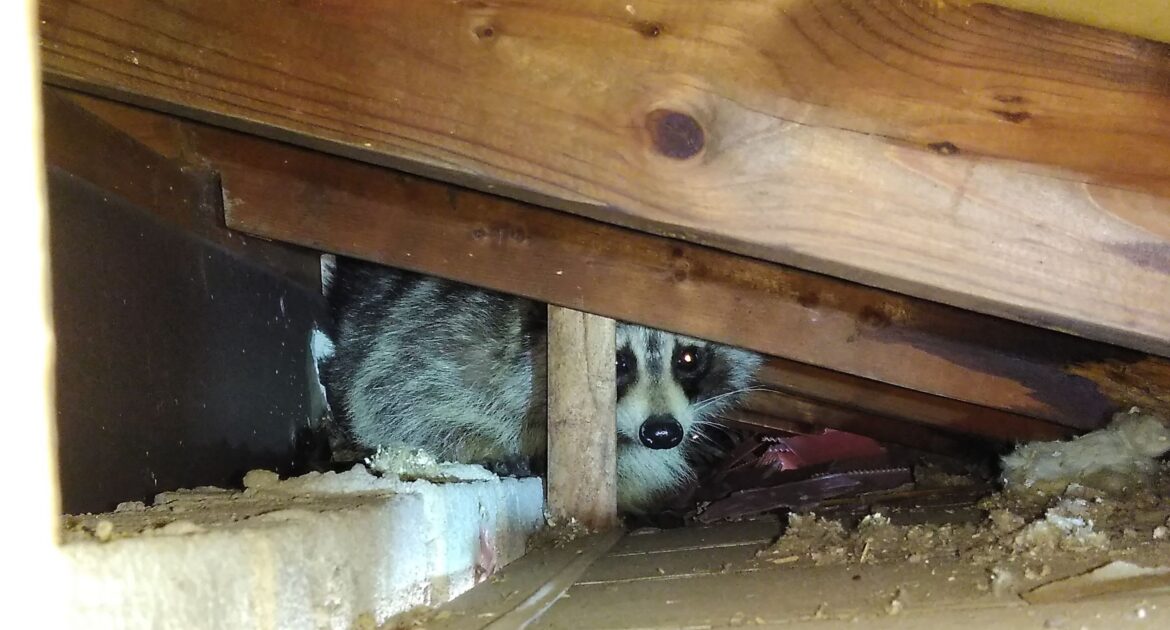 Raccoon Removal Markham