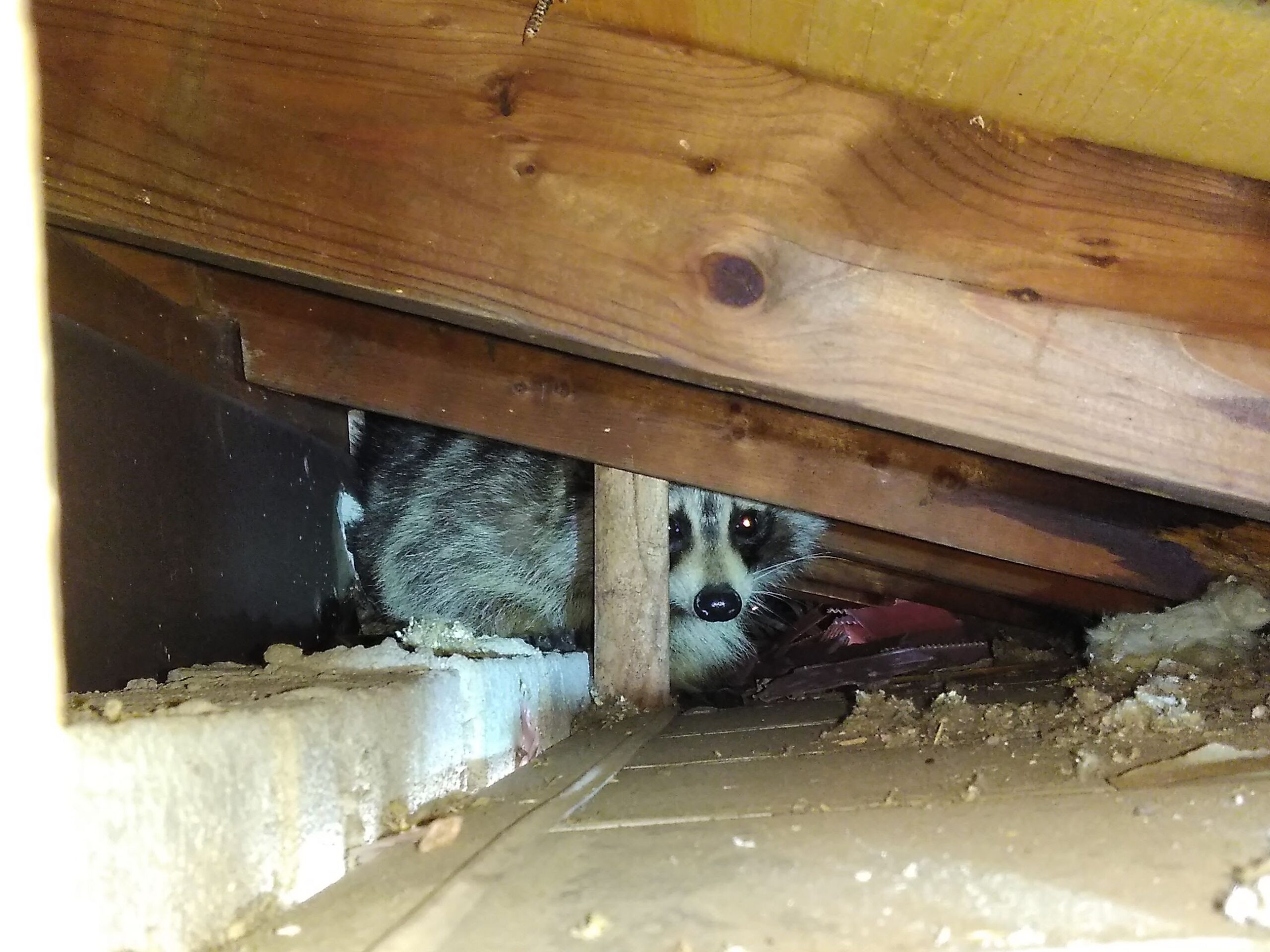 Raccoon Removal Markham