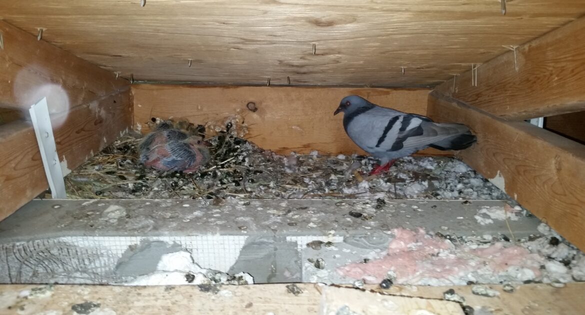 Bird Removal Milwaukee