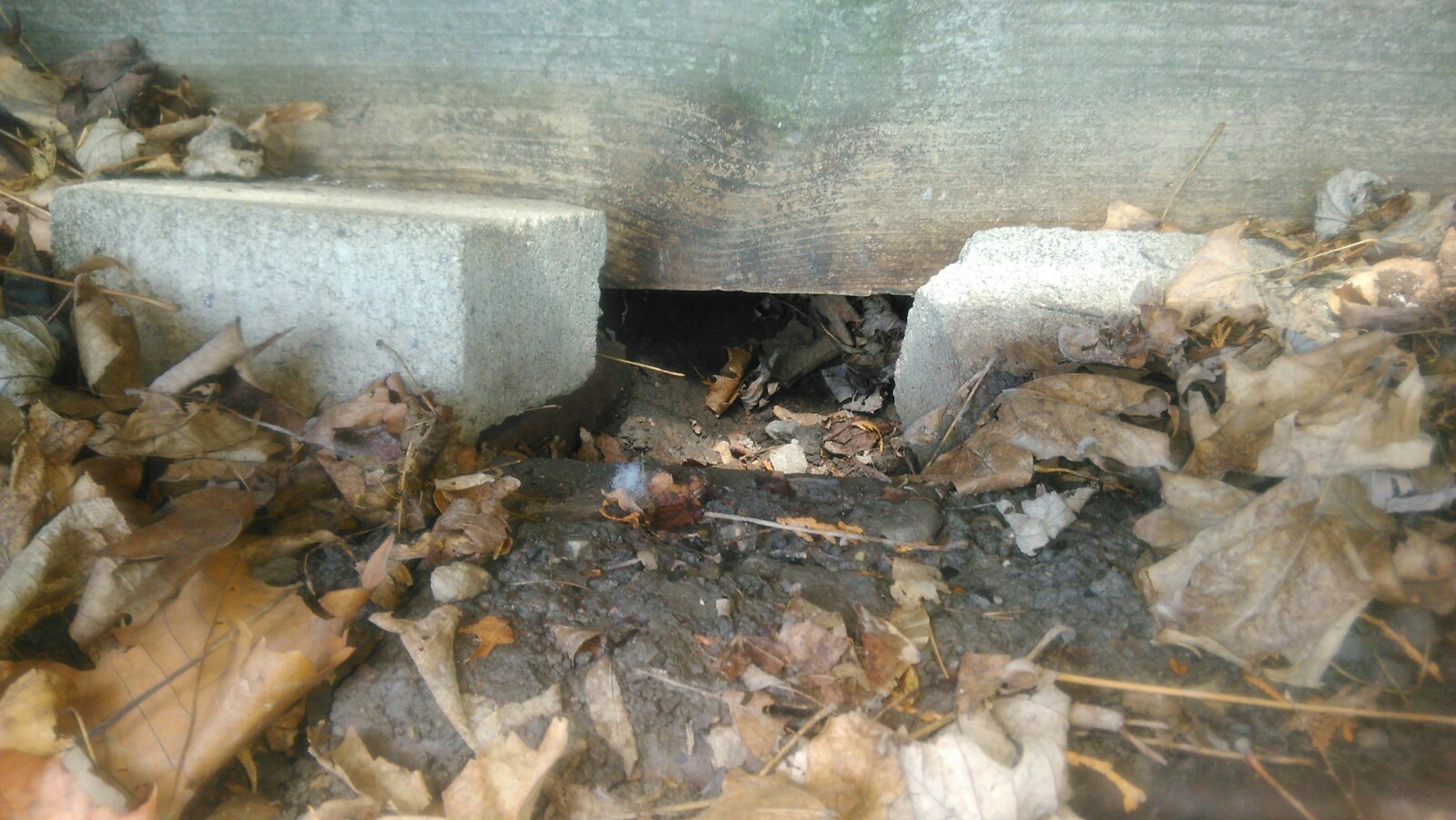Skunk Control Niagara