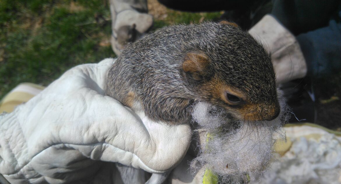 Squirrel Removal Okanagan