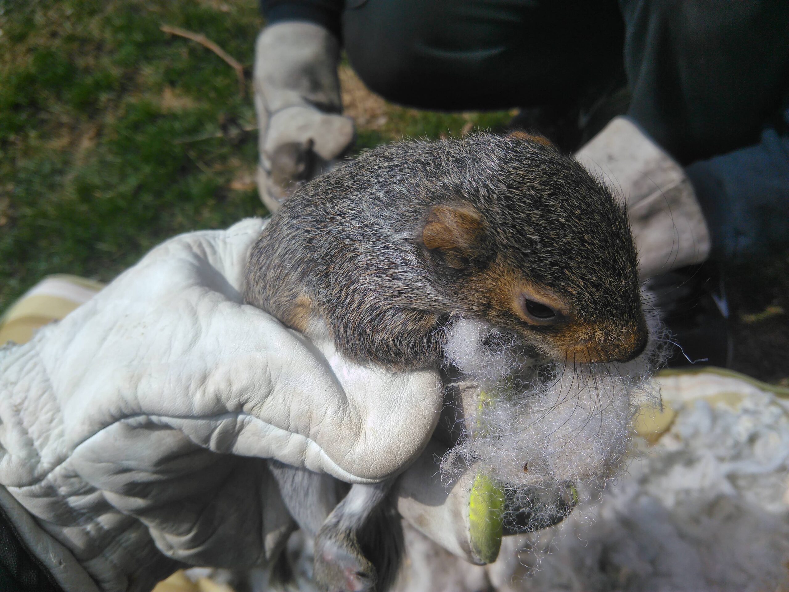 Okanagan Wildlife Control: Are Squirrels Nocturnal? | Skedaddle Humane  Wildlife Control