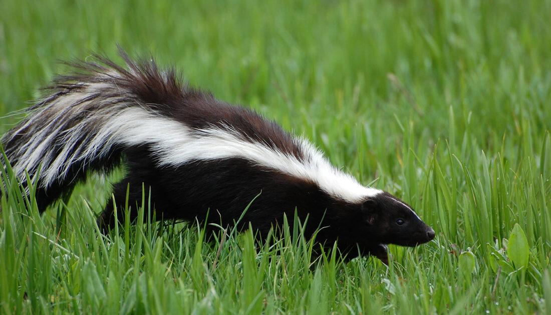 Skunk Removal Okanagan