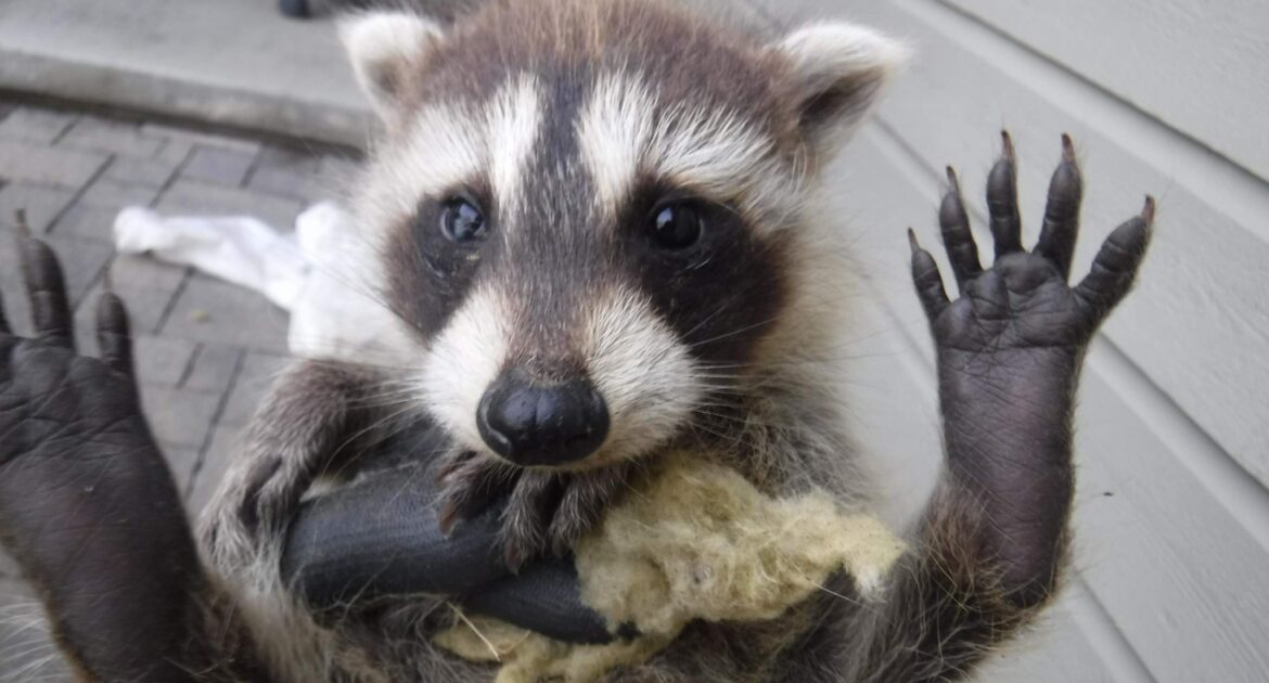 Raccoon Removal Okanagan