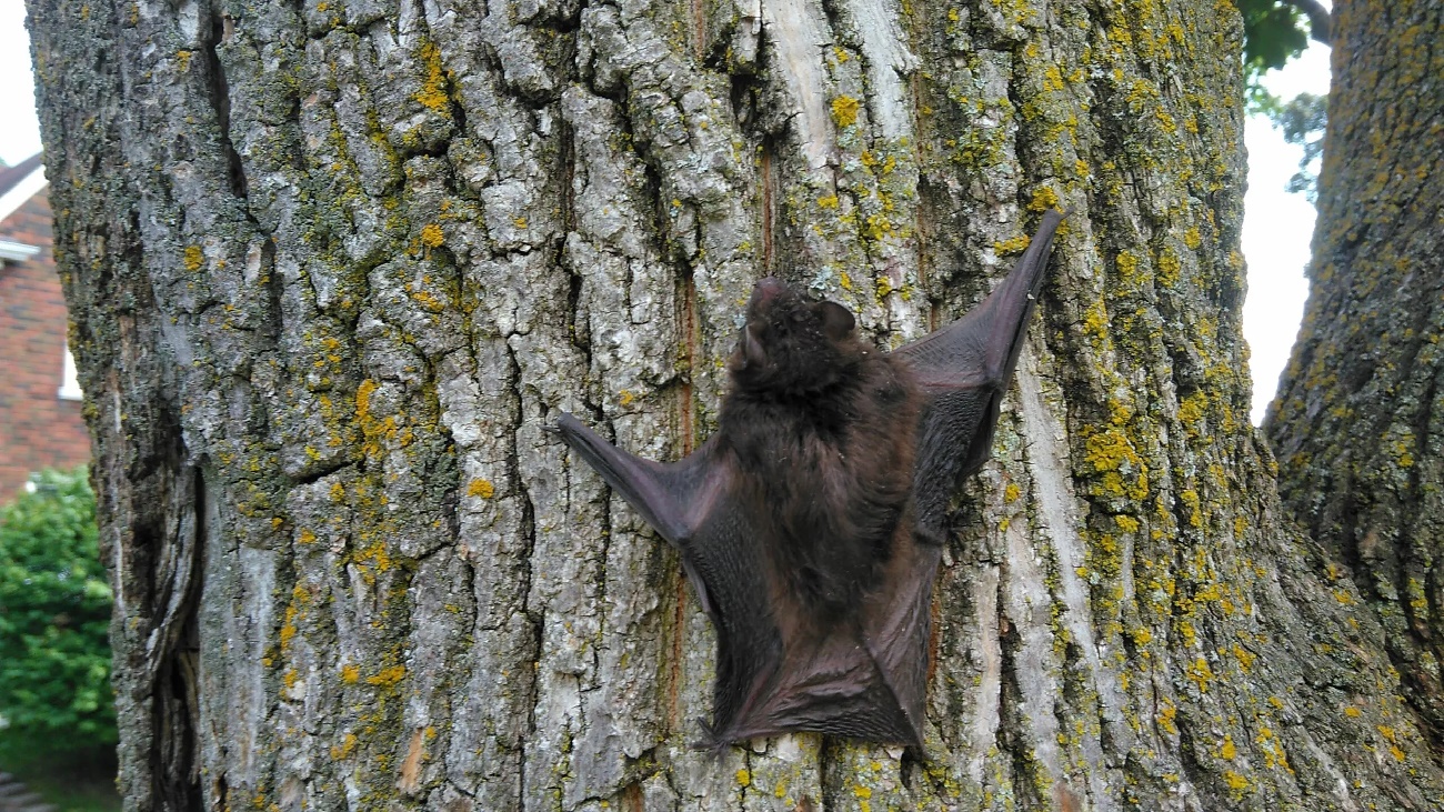 Bat Removal Barrie