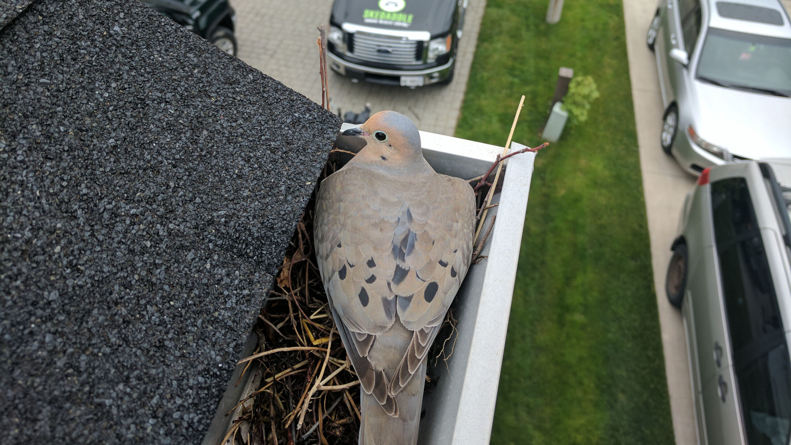 Birds Removal Orangeville