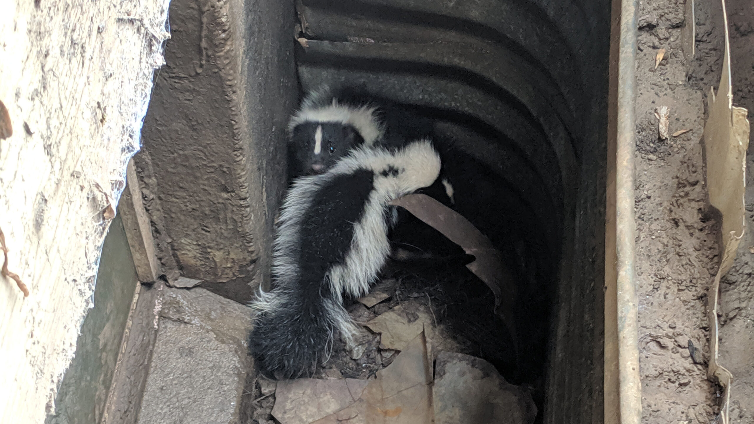 Skunks Removal Orangeville