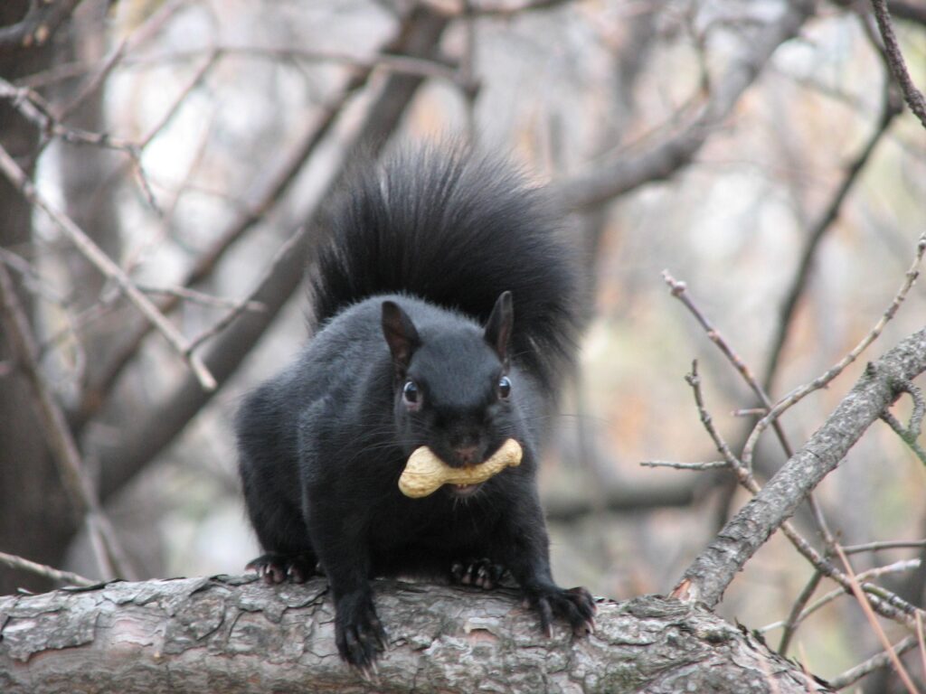 Squirrel Removal Richmond Hill