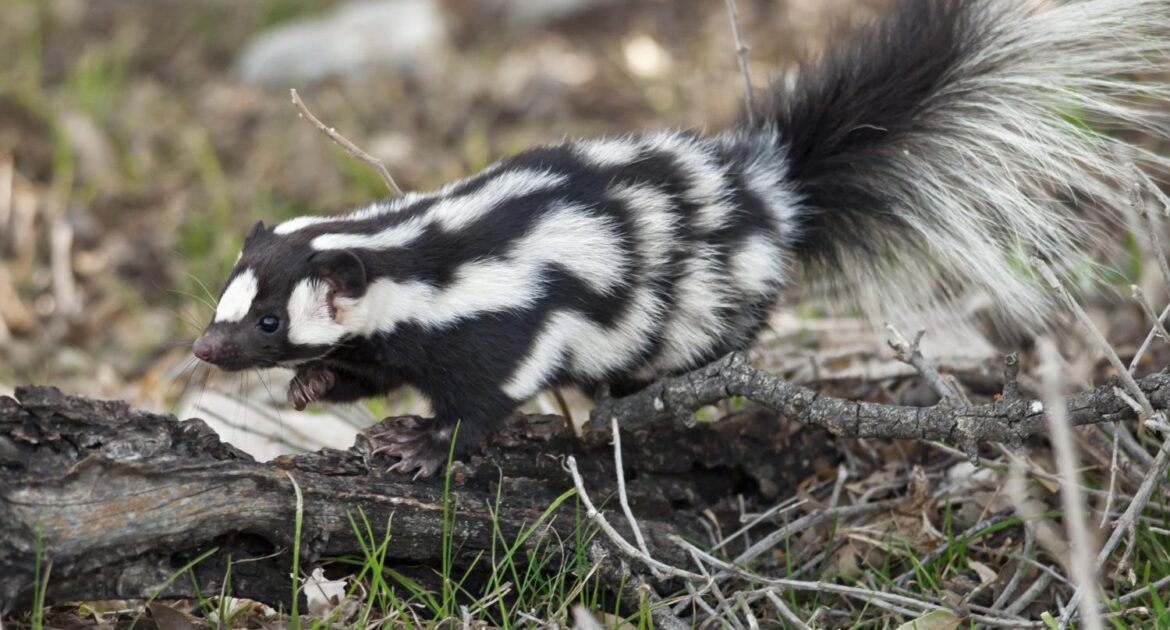 Skunk Removal Oshawa