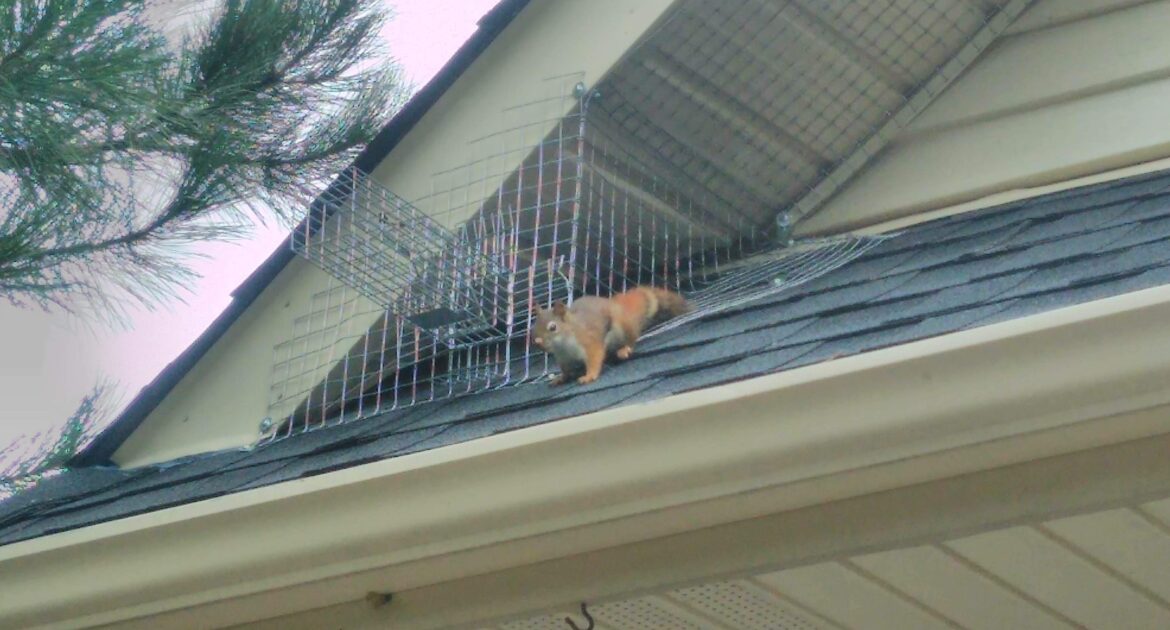 Squirrel Removal Ajax
