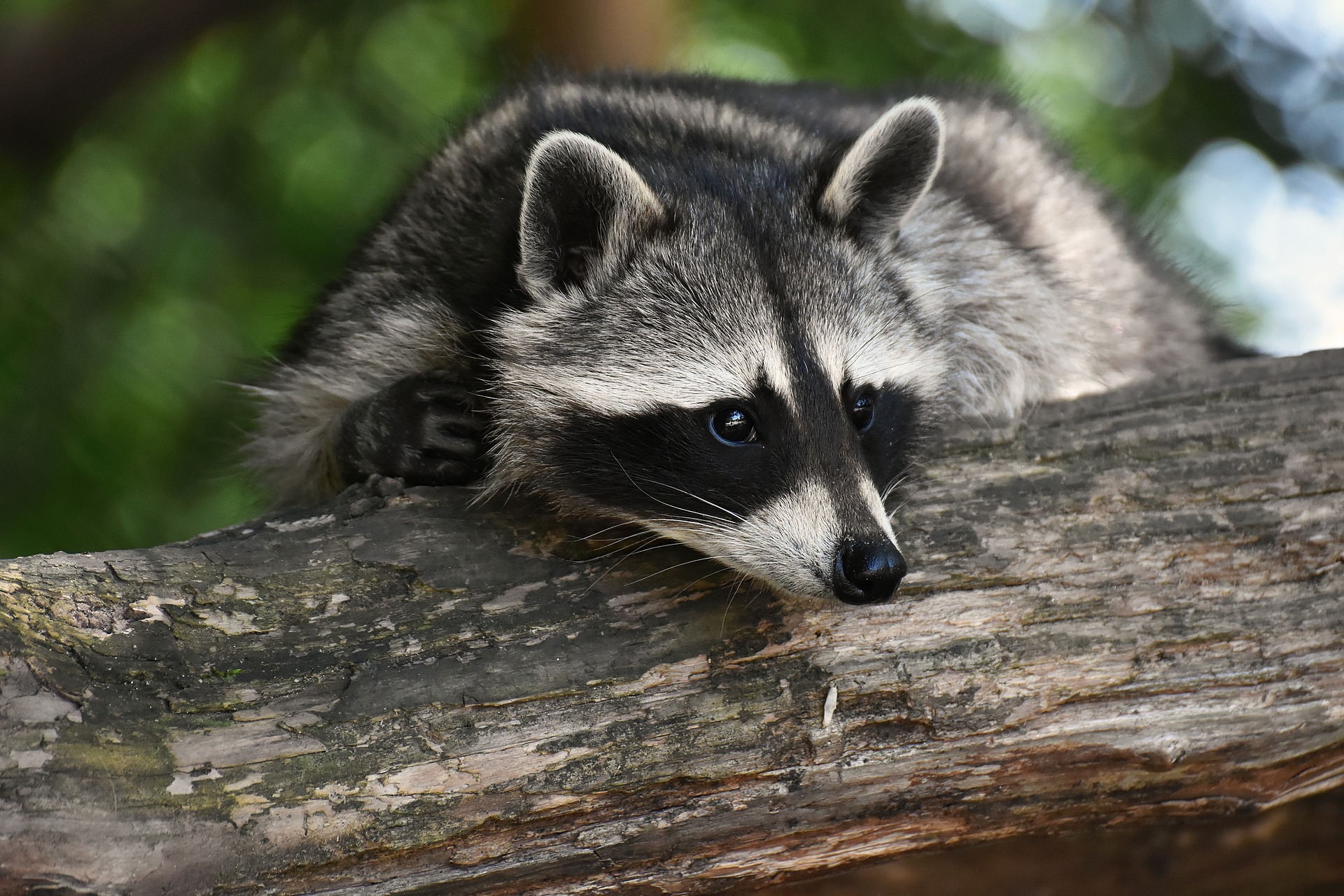 Raccoon Removal Barrie