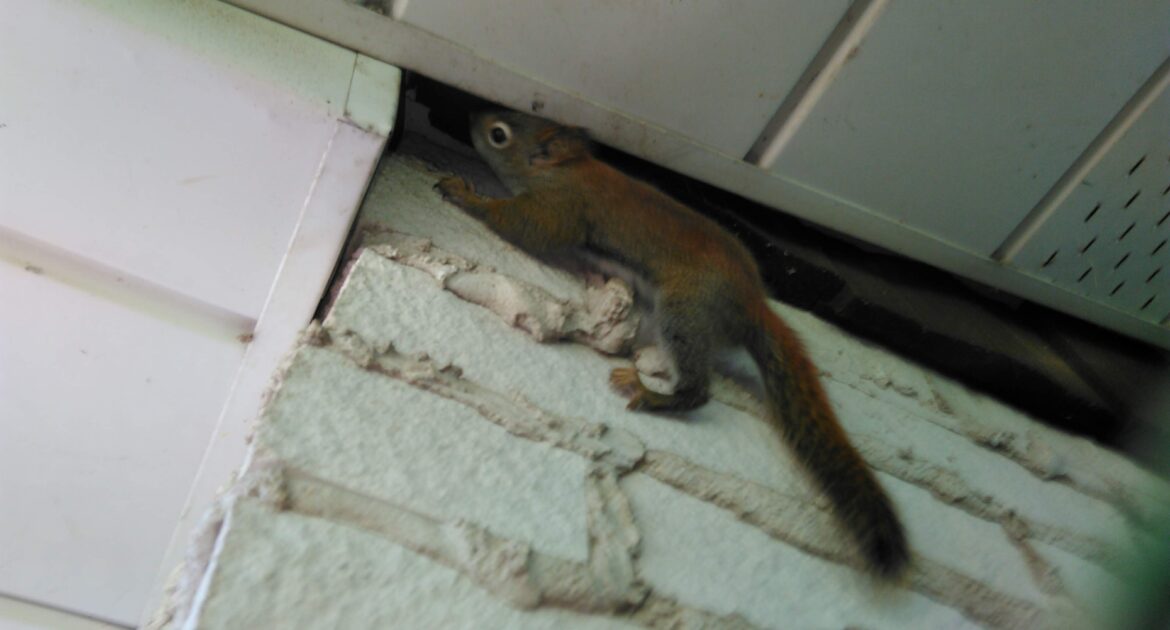 Squirrel Removal Coquitlam