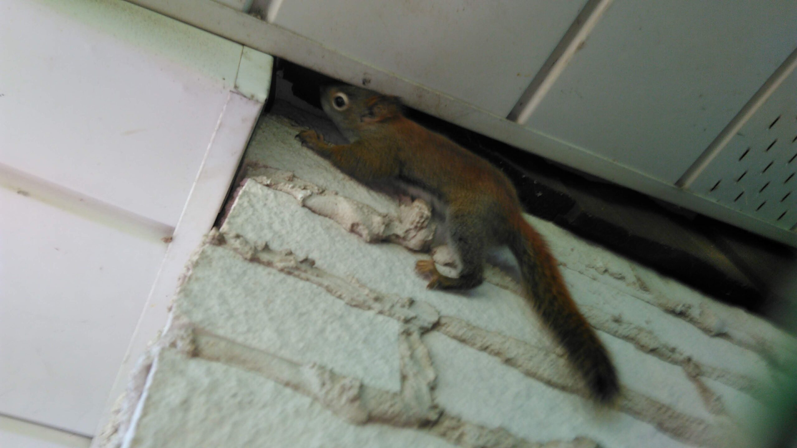 How to get squirrels out from inbetween walls of my house, humanely? After  patching one hole they've created another. How can I get them out and  prevent them from creating more holes