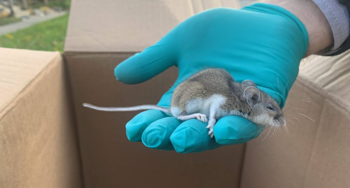 Mice Removal Hamilton