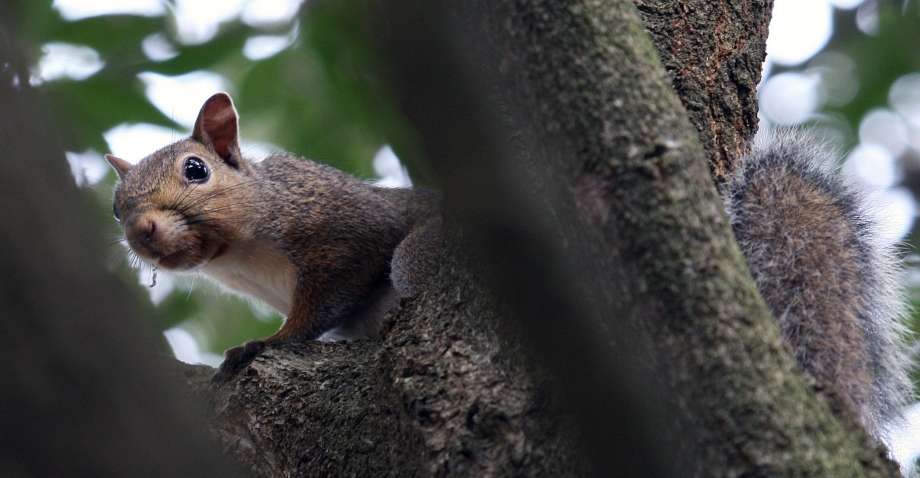 Squirrel Removal Kitchener