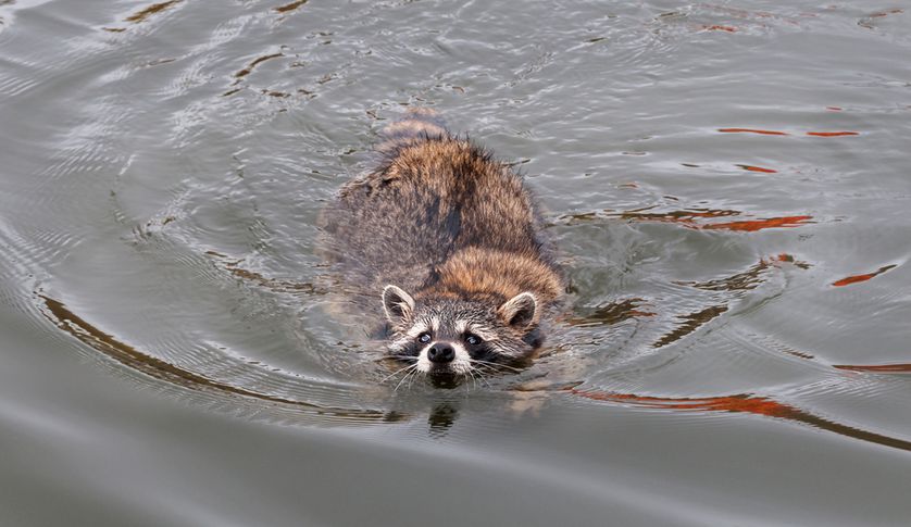 Wildlife Control Coquitlam