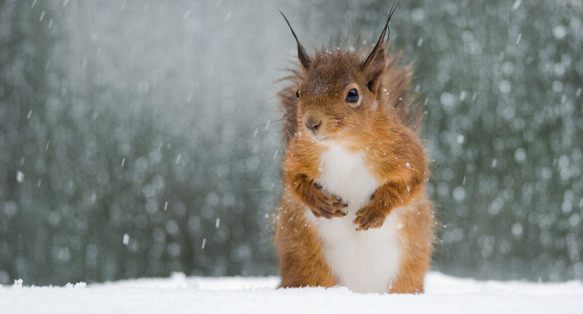 Wildlife Prevention
