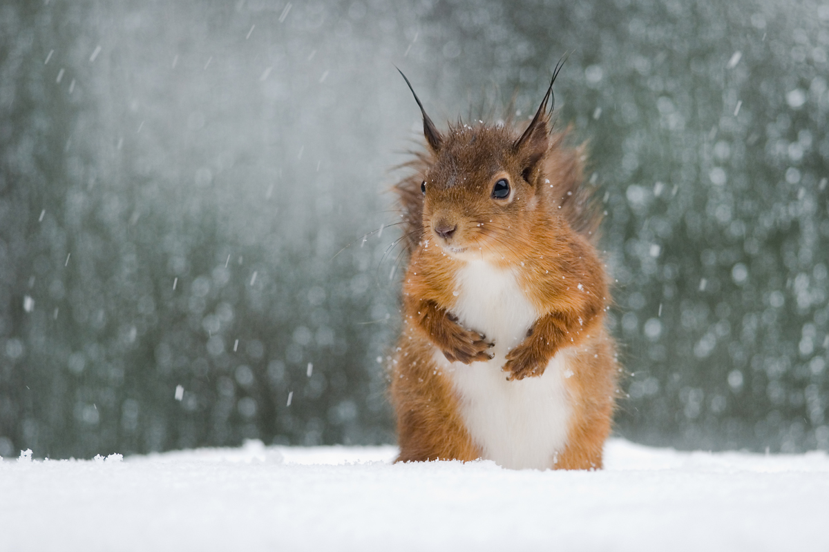 Wildlife Prevention