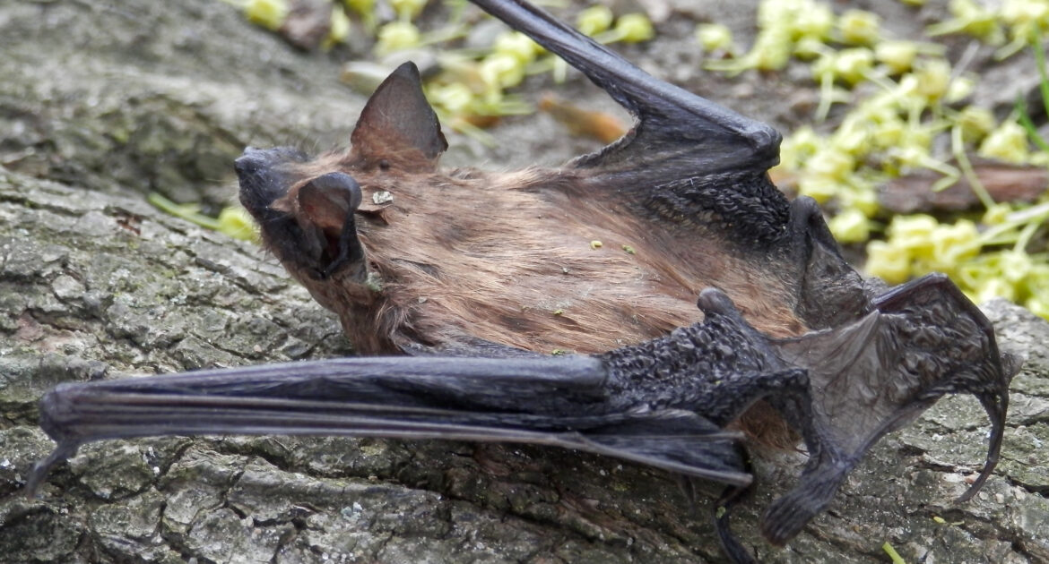 Bat Removal Madison