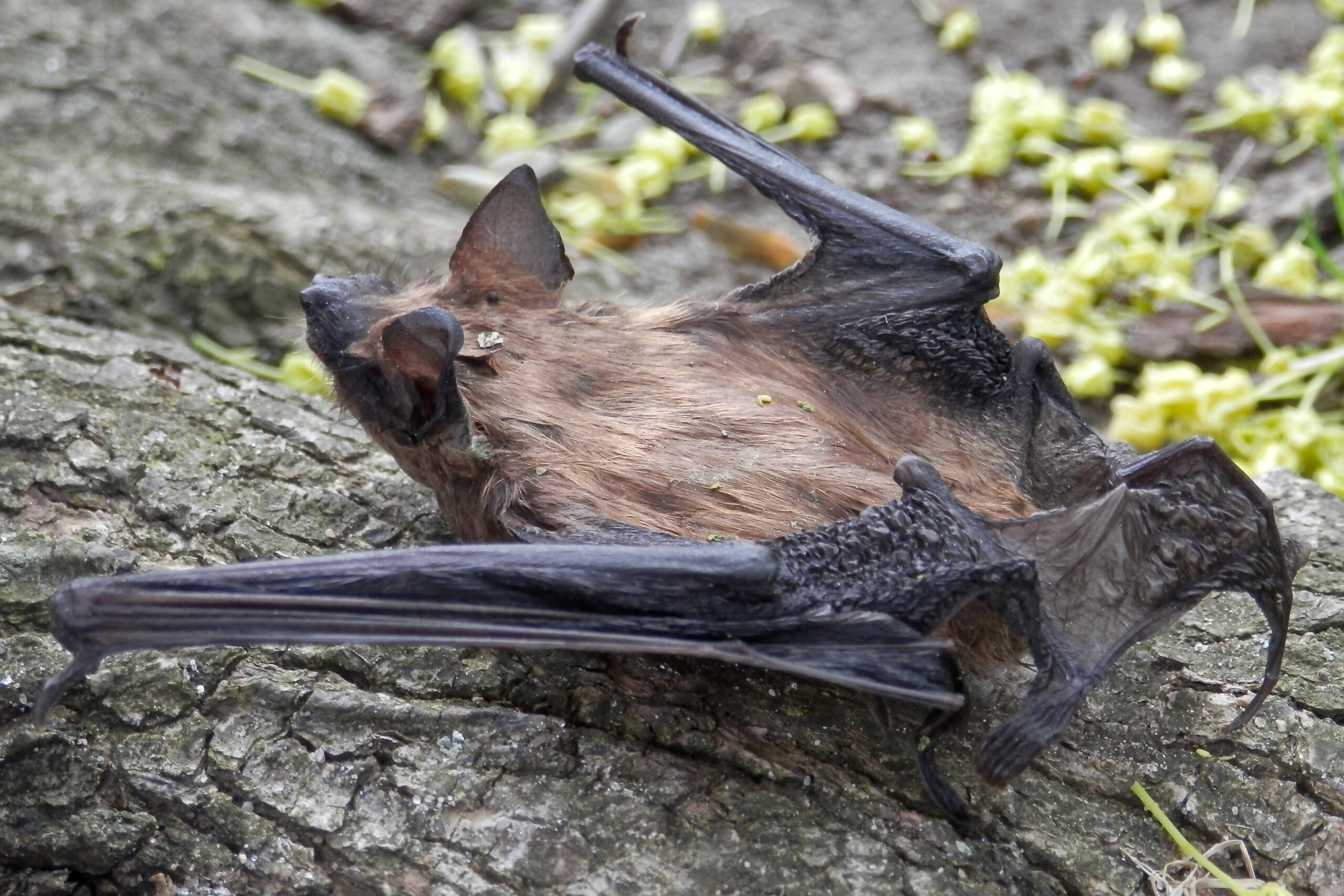 Madison Wildlife Control: Bats Make Good Pets?