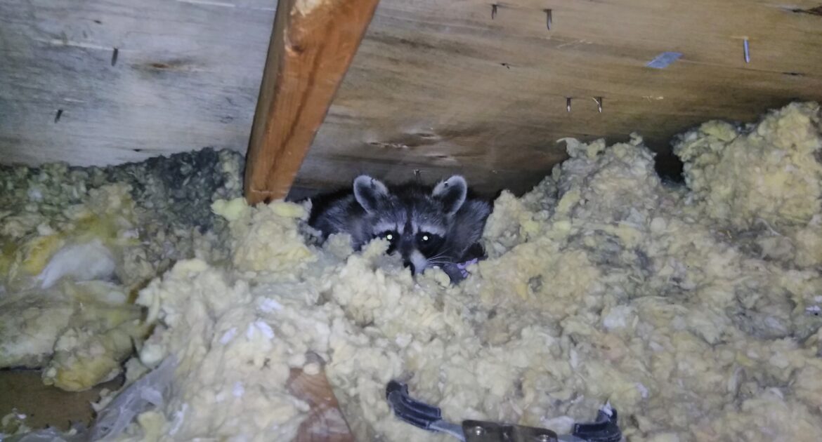 Raccoon Removal Milwaukee